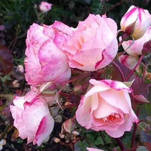 Virágágyi floribunda rózsa - Rózsa - Lake Como® - Online rózsa rendelés